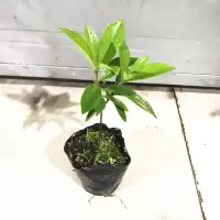 巴西甜樱桃树苗大果黑玫瑰樱桃苗 车厘子盆栽南北方可种植果树苗 巴西甜樱桃(1年苗)