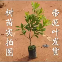 东魁杨梅树苗特大杨梅苗当年结果嫁接果树苗南方四季庭院盆栽地载 2年苗[高度30-40厘米] 东魁杨梅[带土带叶]