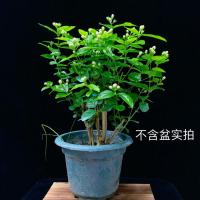 鸳鸯茉莉盆栽庭院装饰花草双色茉莉盆栽四季开花室外花卉十里香花 单色茉莉3年苗一颗