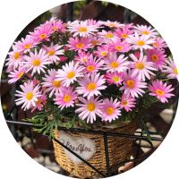 玛格丽特盆栽带花苞四季开花阳台庭院多年生木茼蒿易养花卉盆栽 粉巨人 即送[通用型复合肥]