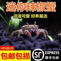 顺丰迷你辣椒蟹小螃蟹观赏蟹活体宠物吃虫除藻水族淡水宠物蟹 小号饲养盒1个颜色随机