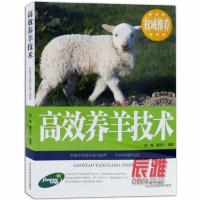 养羊书高效养羊技术养的繁育技术饲料加工配制育羊疾病防治技术书 高效养羊技术HB