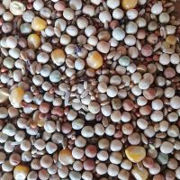 鸽粮无玉米鸽子粮幼鸽成鸽观赏鸽肉鸽信鸽清除保健砂精品鸽子饲料 有玉米营养鸽子粮 5斤装