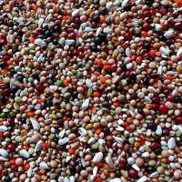 魔鬼育雏鸽子粮 小颗粒全营养 斑鸠鸽饲料 幼鸽粮 5斤装多省