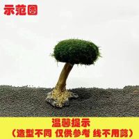 莫斯树鱼缸造景骨架懒人活体水草迎客松造型莫斯树巴西树 迷你单头9公分高绑好莫斯