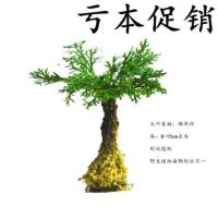 野生卷柏九死还魂草铁皮石斛苗菖蒲桌面花卉多肉植物微型盆景盆栽 单杆·大叶矮卷柏[亏本款] 限购5件 均码