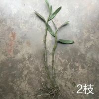 贵州赤水野生稀有白花金钗石斛兰苗素金钗白花吊兰花包对版 2枝苗不带花苞