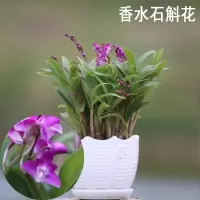 特价送花盆澳洲香水石斛兰花苗浓香型花卉绿植室内盆栽铁皮石斛苗 香水石斛花 两苗裸根