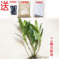 贵州赤水新鲜金钗石斛野生盆栽大苗石斛兰花比铁皮花卉好全国 3-5颗[2年左右石斛小苗]