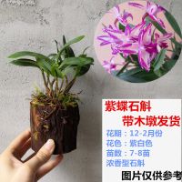 精品石斛带木墩发货铁皮石斛金钗石斛香水石斛珍虫石斛特价促销苗 7-8苗香水石斛带木墩