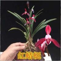 特价清仓 矮种浓香型兰花苗盆栽金边建兰绿植室内四季常青好养活 红蜻蜓 一苗带简易盆发货