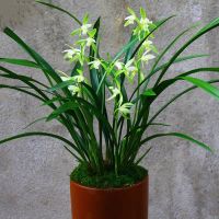 名贵兰花苗金凤凰浓香大花兰盆栽植物建兰四季兰室内兰草阳台客厅 观音素2苗(收藏送专用肥)