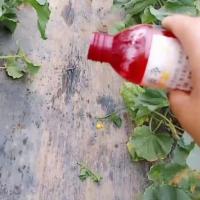 蚜虫一滴净(2瓶装)一亩地一瓶,大棚种植薰蒸专用有蜜蜂不可以用。