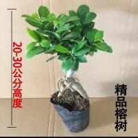 榕树盆景植物室内室外绿植净化空气S型观茎大型小叶榕盆栽 迷你榕树高(25高)