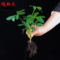 八方来财盆栽鸭脚木绿植发财树招财旺宅室内桌面吸甲醛净化空气 八方来财1棵小苗[成活率低]无赠
