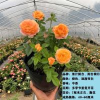 月季花苗果汁阳台开花机器庭院爬藤植物蔷薇花苗四季花卉玫瑰盆栽 果子阳台[阳台微月] 1颗装[送肥料]