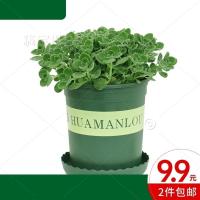 碰碰香盆栽老桩盆栽浓香型多肉绿植大颗植物驱蚊室内室外夏天神器 复合肥