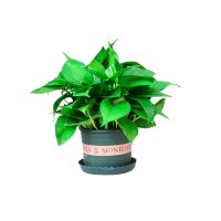 绿萝盆栽室内好养客厅吸除甲醛绿植花卉水培植物大叶长藤绿箩批发 120#绿萝1盆加仑盆+托盘+2肥 带土带盆[栽好发货]