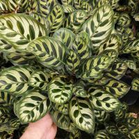 彩叶芋七彩竹芋盆栽白色恋人观叶植物盆栽室内好养客厅宿舍小盆栽 孔雀竹芋