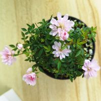 姬月季小盆栽蔷薇四季开花办公室迷你清新净化空气好养易活带苞发 姬月季+原土原盆