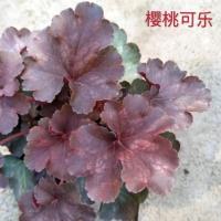 矾根彩叶草观叶绿植物花卉盆栽室内外耐热寒四季阳台花园庭院好养 樱桃可乐 简易盆原盆原土