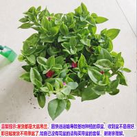 牡丹吊兰盆栽樱花吊兰花苗阳台垂吊花卉植物四季常青绿植净化空气 大盆牡丹吊兰不含盆发货