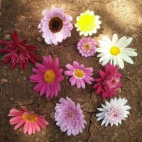 玛格丽特盆栽带花苞四季开花多年生花期长木茼蒿阳台庭院耐寒植物 随机颜色[半成品] 就送[通用型复合肥]