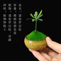 组合盆栽创意迷你六月雪文竹罗汉松小盆景室内办公桌摆好养微绿植 拇指盆栽[罗汉松+冰裂盆]