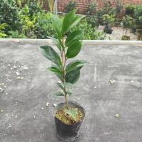 四季茶花盆栽五色香妃烈香带香味茶花冬季开花耐寒室内花卉带花苞 精选一年苗[次年开花] 香妃[浓香型]