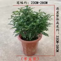 清香木盆栽驱蚊驱虫绿植植物室内四季常青净化空气盆景驱蚊草花卉 清香木(单盆装)简易盆无底托