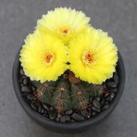 开花仙人球 青王丸开大黄花品种实生仙人球南国玉属 多肉植物盆栽 实生青王丸单头6厘米左右 不带盆不带土