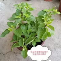 五色梅马缨丹五色花变色梅盆栽庭院地栽花期长耐热耐寒花卉植物 特价苗修剪发货颜色随机发 中盆带花苞原土原盆