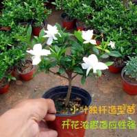 独杆小叶栀子花盆栽大颗好养植物室内花卉四季开花带花苞大花浓香 3年小叶栀子花(花苞少)