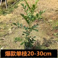 驱蚊虫植物驱蚊草花卉清香木盆栽室内四季常青九里香绿植净化空气 单枝20cm-30cm[1]颗 不包