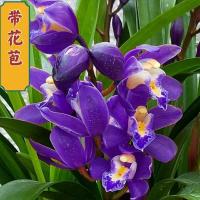 带花苞兰花建兰浓香大花兰花苗四季开花好养绿植花卉盆栽 紫鸢 一苗试养不包活