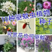驱蚊草种子 薄荷薰衣草种子 碰碰香室外盆栽驱蚊防虫植物籽 香草 茴香50粒