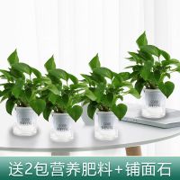 绿植盆栽好养花卉发财树栀子花长寿花文竹桌面盆栽吸甲醛净化空气 [收藏店铺送营养液+铺面石]带盆栽好 [陶瓷盆 单盆]万重