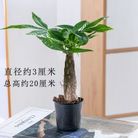 发财树小盆栽绿植室内客厅吸甲醛小盆景招财树办公室桌面植物花卉 单颗发财树-[原装盆-不包活]