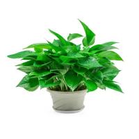 绿萝盆栽室内办公室净化空气吸甲醛花卉水培批发大叶长藤绿萝盆景 180原盆1盆+托盘