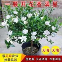 独杆栀子花苗四季开花大叶牡丹栀子花盆栽浓香型客厅阳台带花苞 不含盆 丛生小盆栀子花1盆[特价]