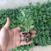带花苞荷兰菊花苗四季开花菊花盆栽室内外阳台绿植花卉乒乓菊秋菊 菊花小苗4棵(不带花苞)颜色随机 不带盆