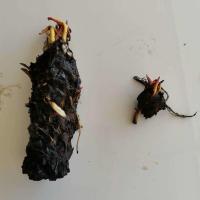 大睡莲根块荷花苗水培花卉植物四季碗莲苗带芽头池塘盆栽种植 随机带芽大小睡莲根块各1个