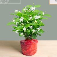 虎头茉莉花盆栽树苗老桩植物室内花卉四季开花易活驱蚊草绿植好养 茉莉花简装(不含盆)