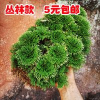 野生卷柏九死还魂草假山组合吸水石菖蒲桌面花卉植物微型盆景盆栽 1棵幼苗2cm