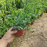 法国香水藤盆栽耐寒浓香易活室内外香水茉莉花苗花卉庭院爬藤植物 一年苗[6-8]棵/盆当年开花 关注店铺[送生根粉+复合肥