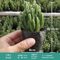 龙骨植物仙人掌盆栽花卉室内外阳台客厅吸甲醛仙人柱招财镇宅多肉 活动万重山(塑料袋)1盆