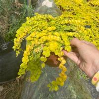 老陈的花园金叶过路黄/观叶植物,垂吊水培植物 小号过路黄(14cm盆)