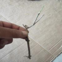 驱蚊虫植物茉莉花盆栽带花苞四季开花不断绿植阳台花卉夏季观花 小苗1棵棵[没有根]