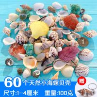海螺贝壳天然海星鱼缸用品造景手工diy打孔装饰 (体验套餐)迷你海螺贝壳 100克