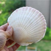 热卖天然海螺烧烤粉丝扇贝壳幼儿园DIY涂鸦绘画贴墙鱼缸装饰拍摄 白扇贝凹面7-8cm10个